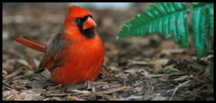 Injured_Cardinal_by_Roland3791.webp