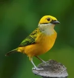 Silver_throated_Tanager.webp
