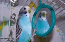 budgie-300x196.webp