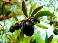zeytin2.webp