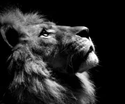 aslan_4.webp