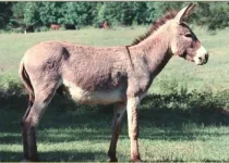 www.yeniresim.com_-_Hayvan_Resimleri_-_Eek.webp