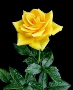 1620752660229.webp