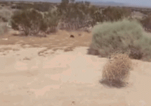 343.gif