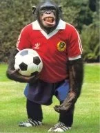 FootballChimp.webp FootballChimp.webp