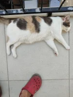 IMG_20210706_091843.webp