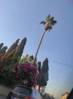 IMG_20210724_191255.webp