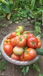 Screenshot_20210809-150611_Gallery.webp