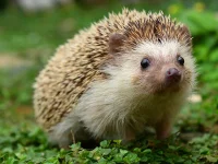 igel_suess.webp