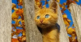 gozleri-mavi-kedi.webp