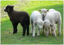 blacksheep.webp