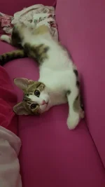 Zarife Komik.webp Zarife Komik.webp