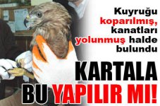 images (7).jpeg
