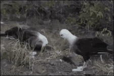 E84A58C3-9D5F-499A-A612-9D3AAA8E270B.gif