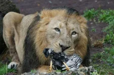 Natural-Selection-lion-eating-a-bird-548x365.webp
