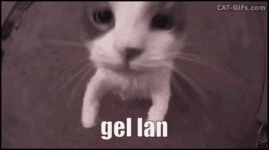 3425.gif
