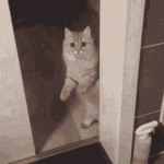 54.gif