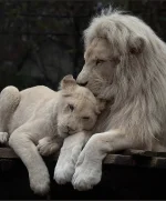 DA2F1E8A-E846-4130-8A44-856404FCBF4B.webp