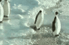 65.gif