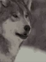 8EFF8497-78A0-4906-8059-5D24F56F95A6.gif