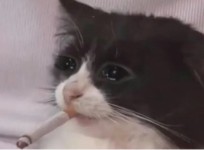 1653081506090.png