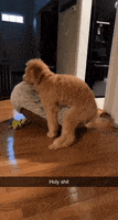 366E186F-B7DD-44DB-AD7D-B8ECD0781EDC.gif