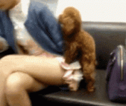 4EDDDCFE-019F-4AEC-B037-41E0F8F9C8F5.gif