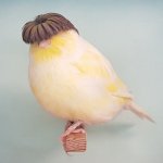 glosterkanarya3.jpg