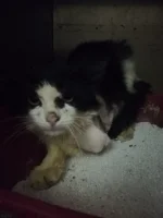 Kedi.jpeg Kedi.jpeg