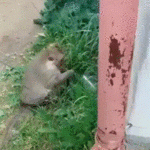 4A0BB717-4CF4-4396-BA22-F3C7169C9172.gif