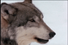 IMG_1648.gif