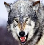 images - 2022-09-10T231529.989.webp