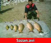 sazan-avi.png