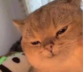 1667758489634.png