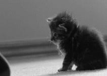 tumblr_o164ktpERS1v33e53o1_400.gif