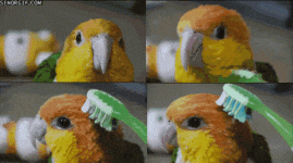 23141 (1).gif