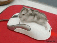 BE38C9A2-E9FA-4811-94B9-4D786E99606C.gif