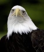 1679484870642.webp
