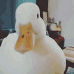 duck-funny-pets.gif
