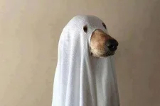 adsız.webp