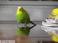 Pl9ly5.gif