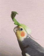 200w (1).gif