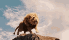 aslan-the-lion-the-witch-and-the-wardrobe.gif