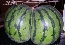 hormon1wx3.webp