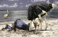 muzhik-pticy-straus-flamingo-1794.webp