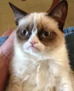 Tard2.webp