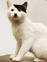 kitler.webp