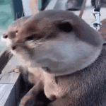 9E44A5FA-3D01-407D-AAEE-F262CCFD105C.gif