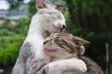 1697484909653.webp