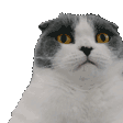 noooliii.gif
